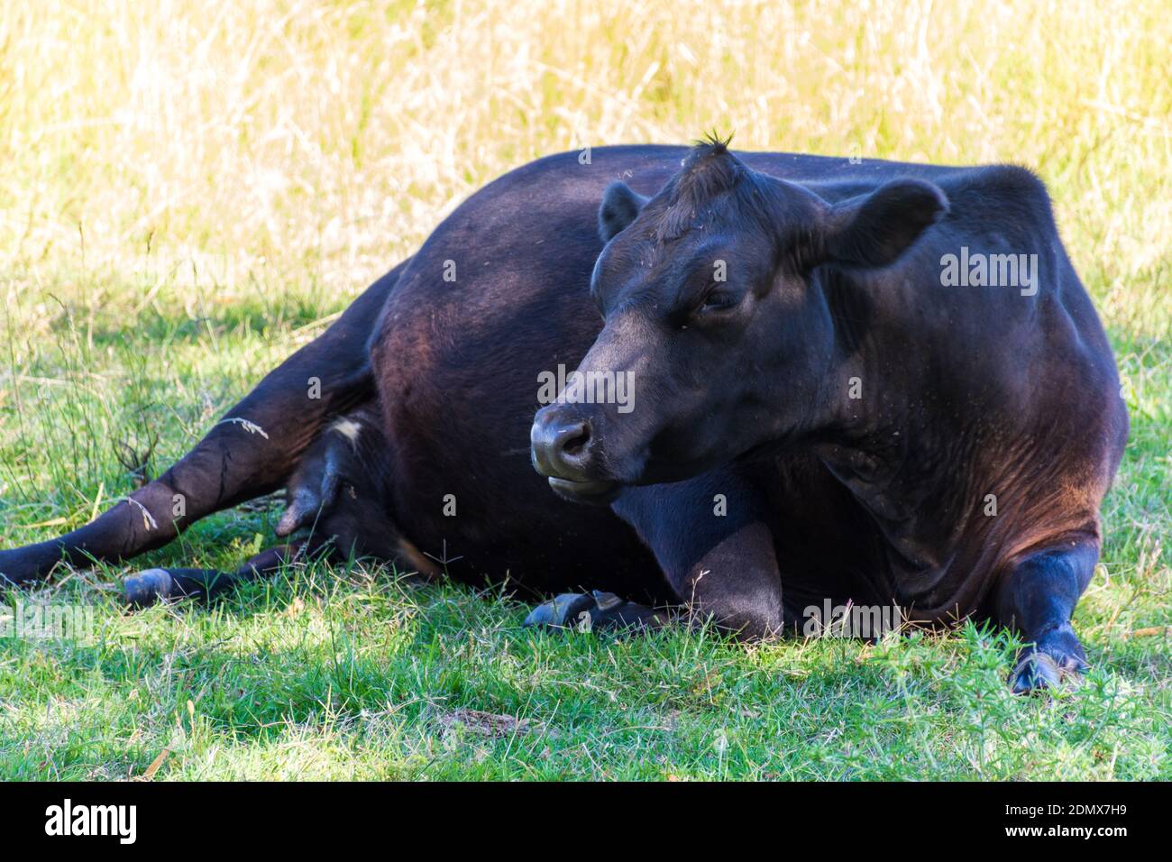 A closeup shot of a cow lying on the grass in the field Stock Photo - Alamy