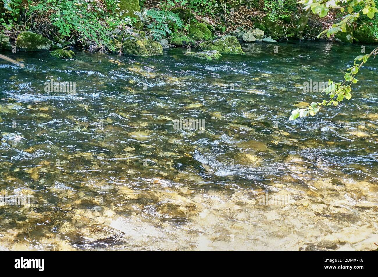 River flowing through the forest Stock Photo - Alamy