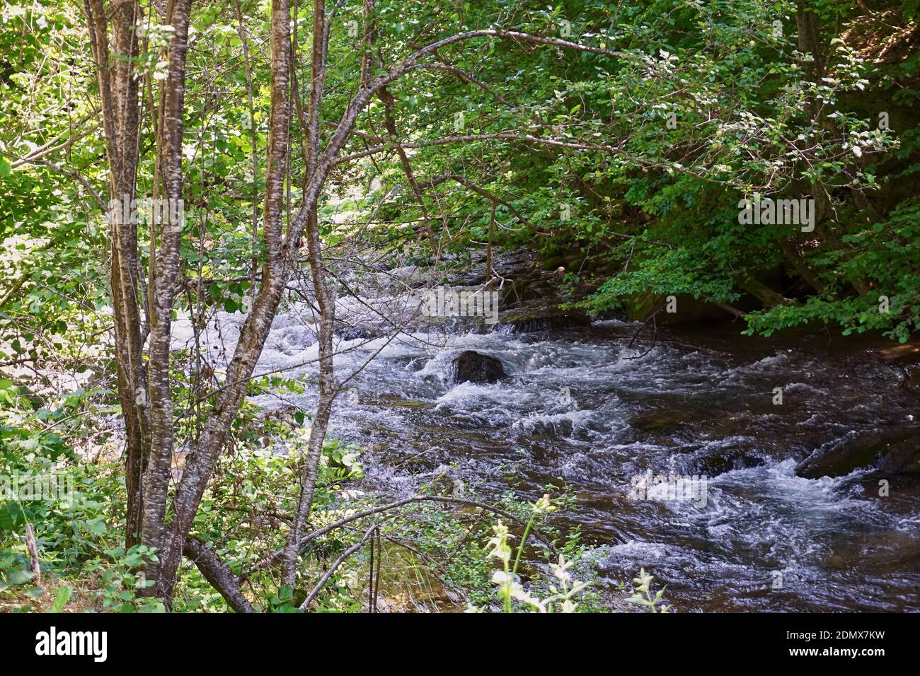River flowing through the forest Stock Photo - Alamy