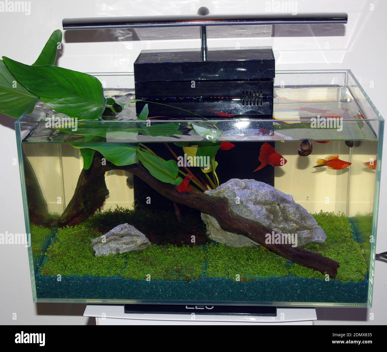 Freshwater tropical aquarium with Red swordtail var. (Xiphophorus hellerii Stock Photo Alamy