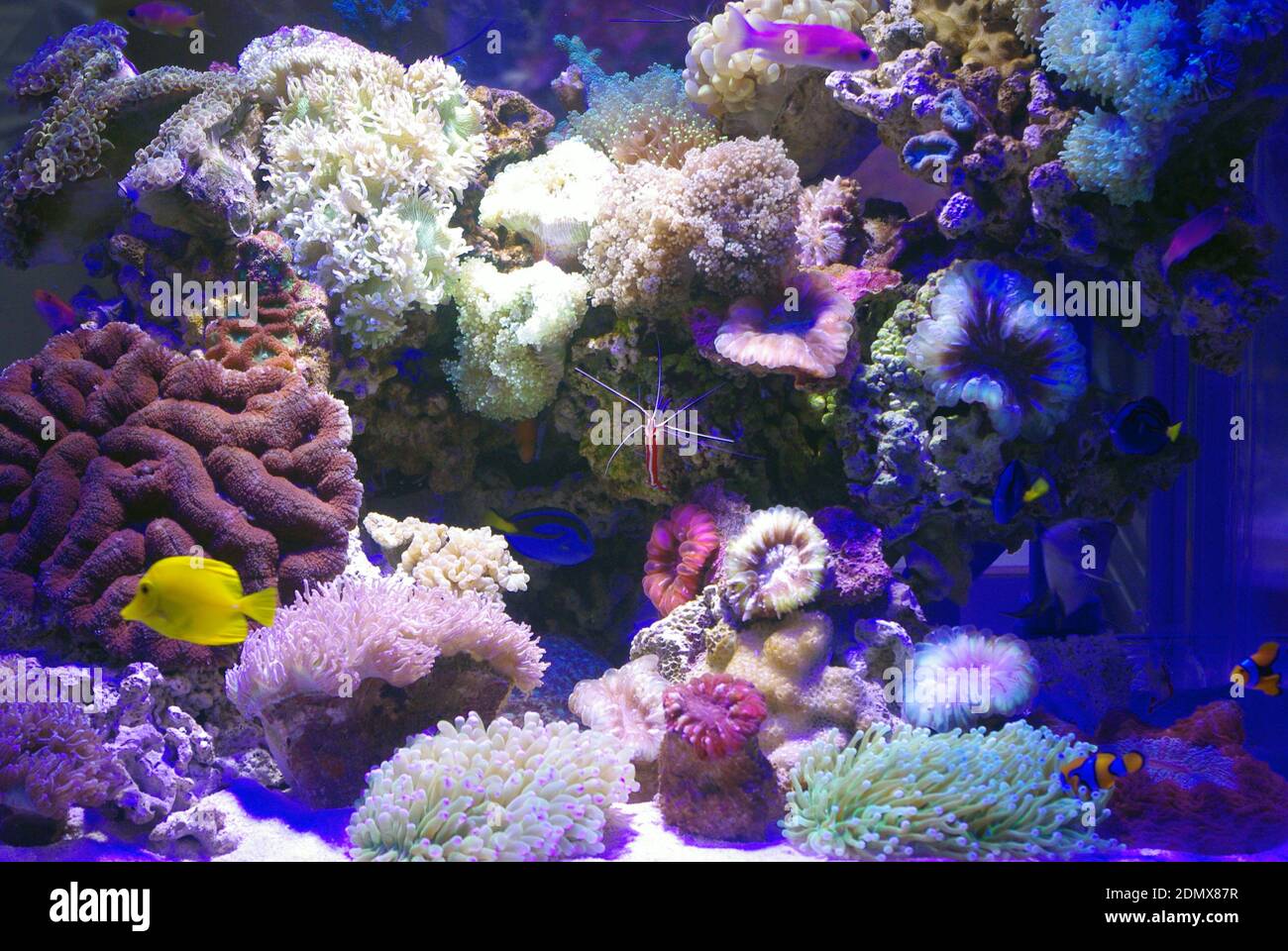 Picture of Marine Aquarium Invertebrates