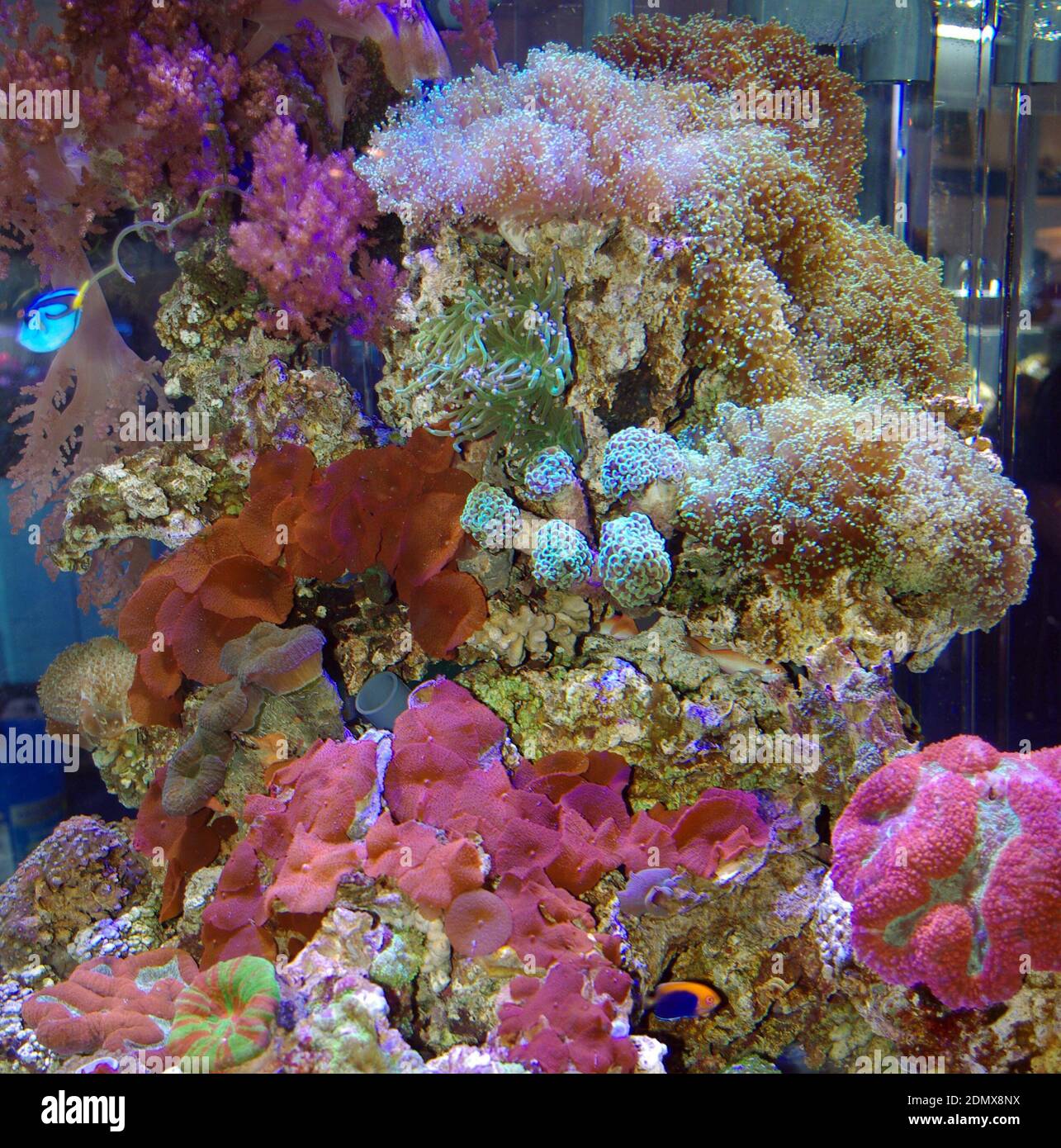 Marine reef aquarium with mushroom disc anemone (Discosoma sp.) Stock Photo