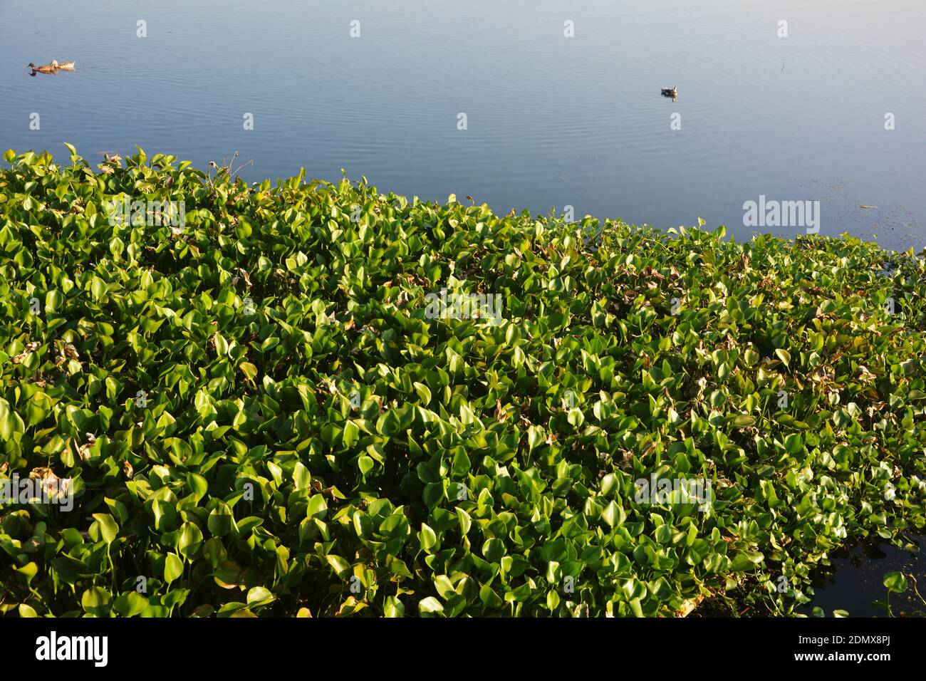 Close up of some Chinese water weeds also known as water hyacinth (Eichhornia crassipes ) in blue water of a lake with some ducks swimming, selective Stock Photo