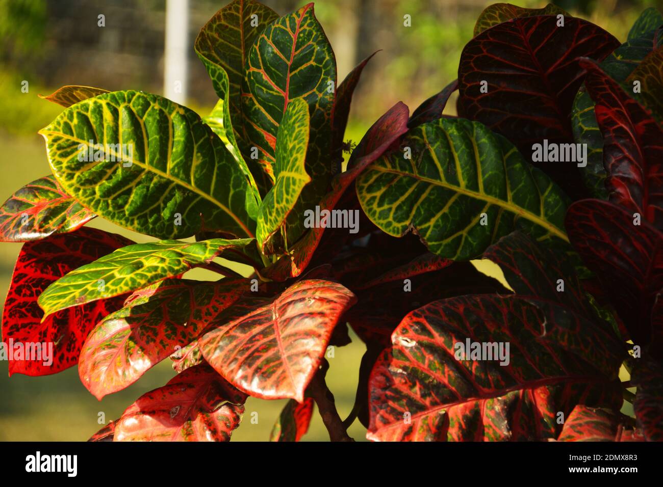 Close up of some beautiful colored leaves of evergreen plant Codiaeum Variegatum garden croton Stock Photo