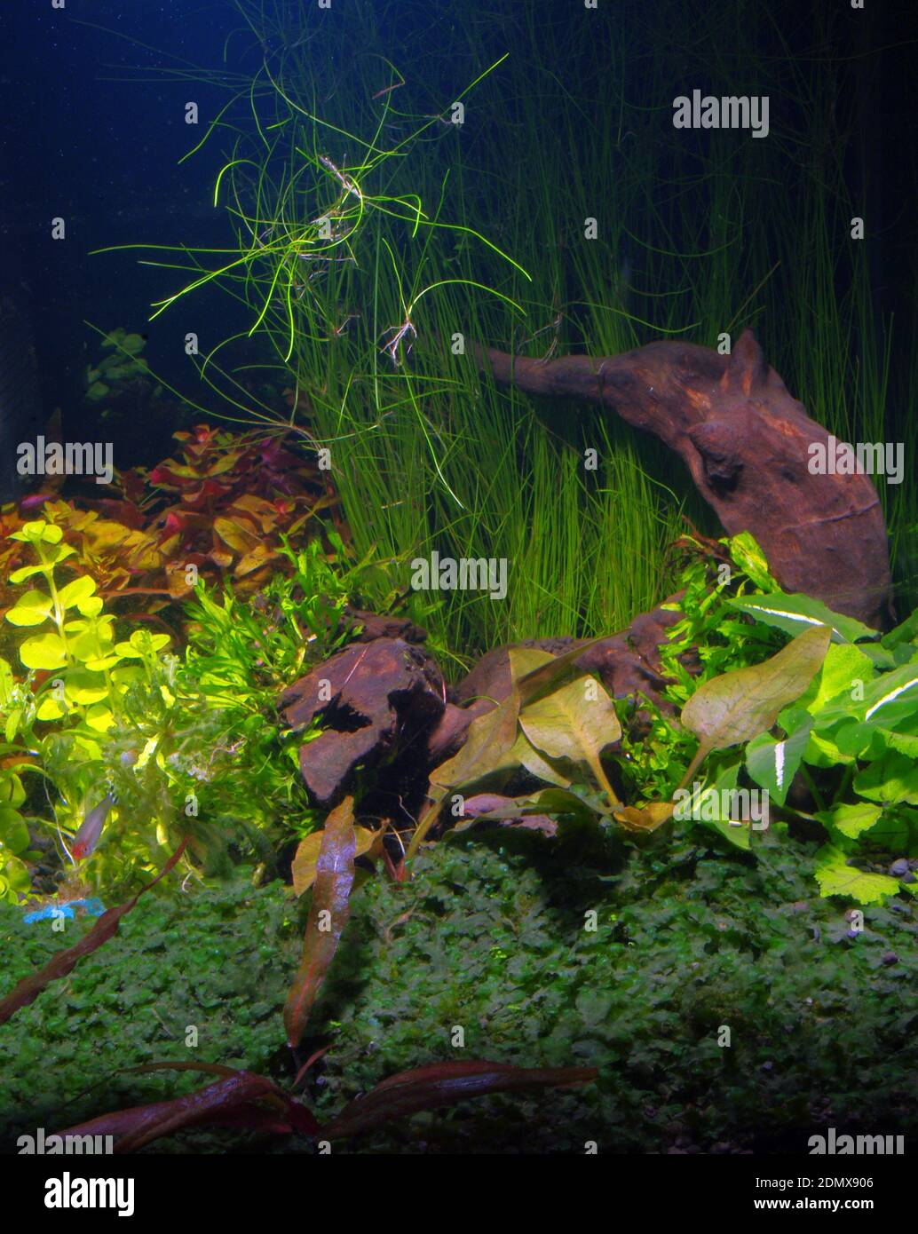 Freshwater aquarium with pellia moss (Monoselenium tenerum) and other plants Stock Photo