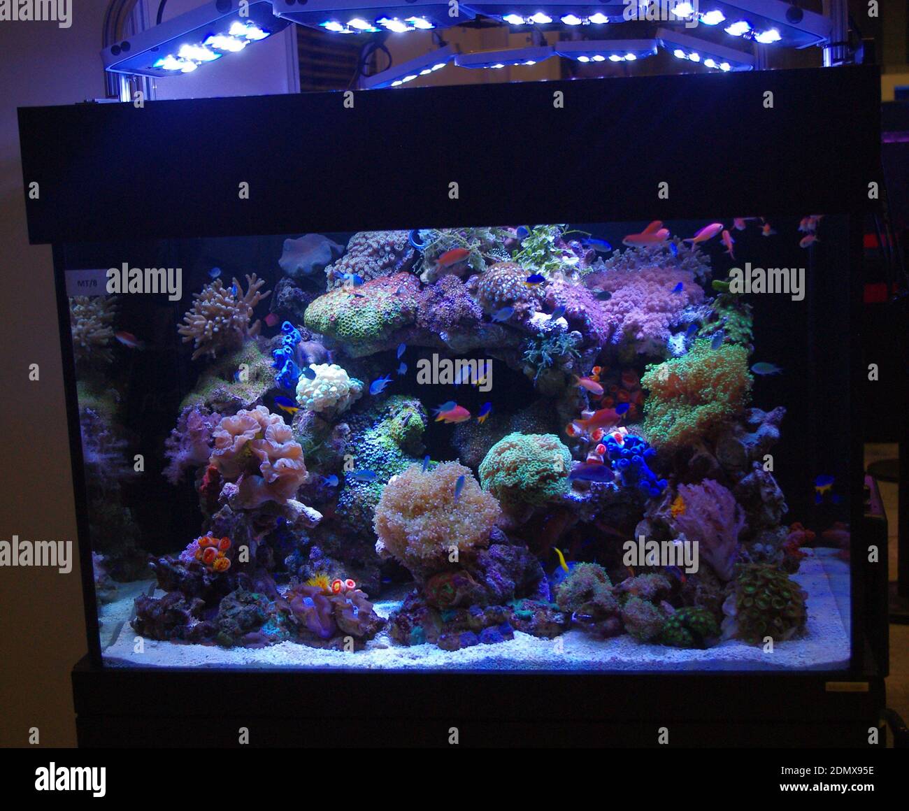 Marine coral reef aquarium with led lighting system Stock Photo Alamy