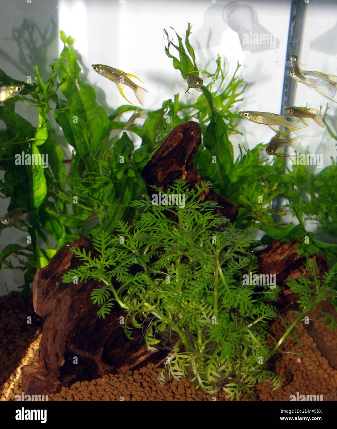 Freshwater aquarium with Java fern and rainbowfish (Iriatherina werneri) Stock Photo