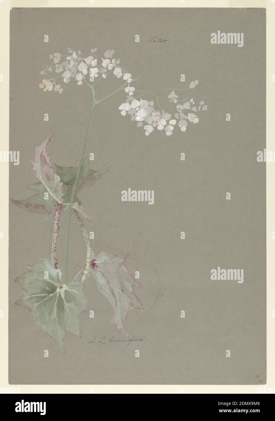 Study of Pink Begonia, Sophia L. Crownfield, (American, 1862–1929), Brush and watercolor, gouache on gray paper, Vertical sheet depicting a begonia plant with pale pink blossoms and green leaves with touches of red., USA, early 20th century, nature studies, Drawing Stock Photo