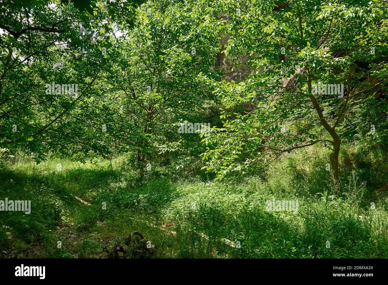 Aerial view beautiful woodland full hi-res stock photography and images ...