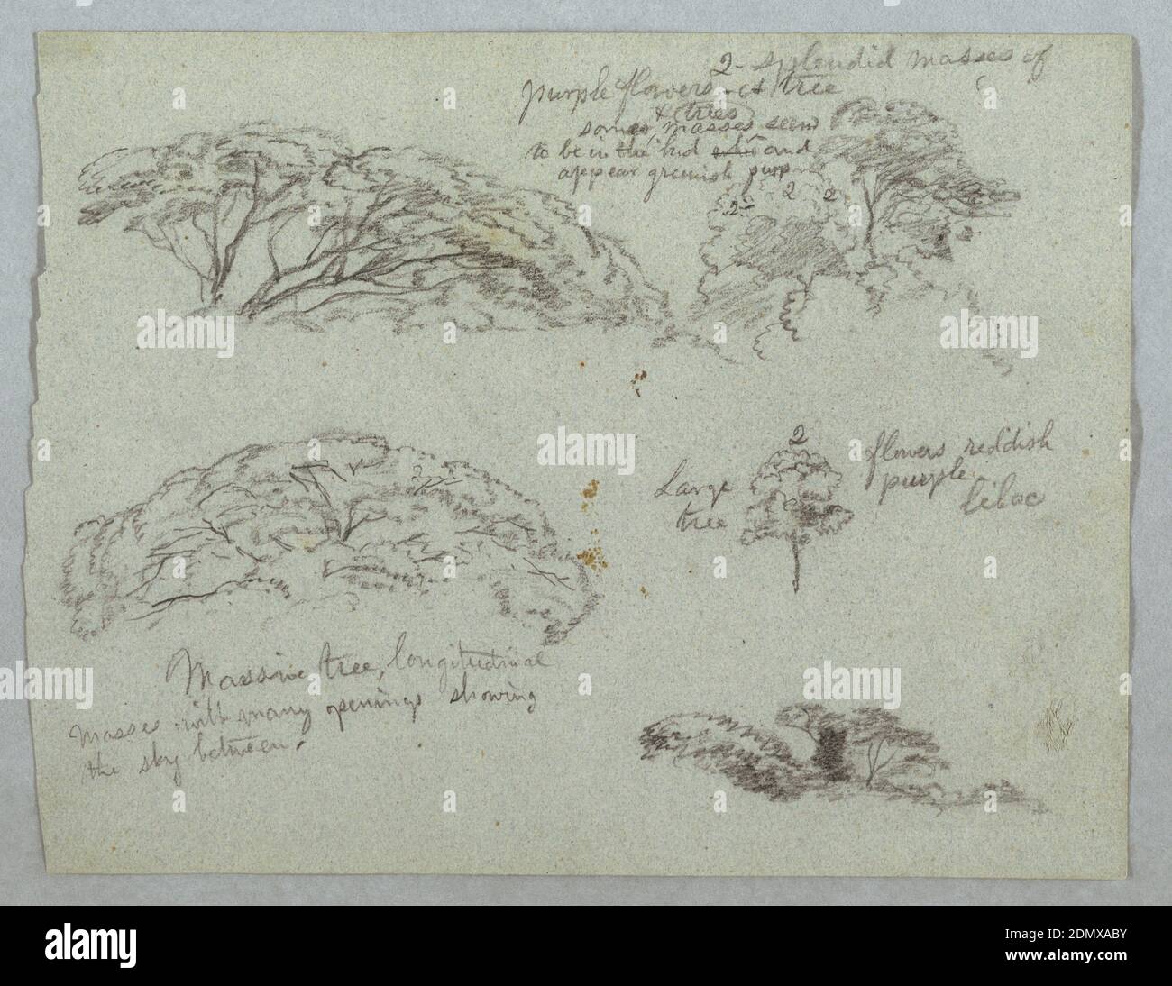 Five Studies of Tree Tops, Rio Magdalena, Colombia, Frederic Edwin Church, American, 1826–1900, Graphite on gray paper, Horizontal sheet containing five designs for tops of trees, 1853, probably May, nature studies, Drawing Stock Photo