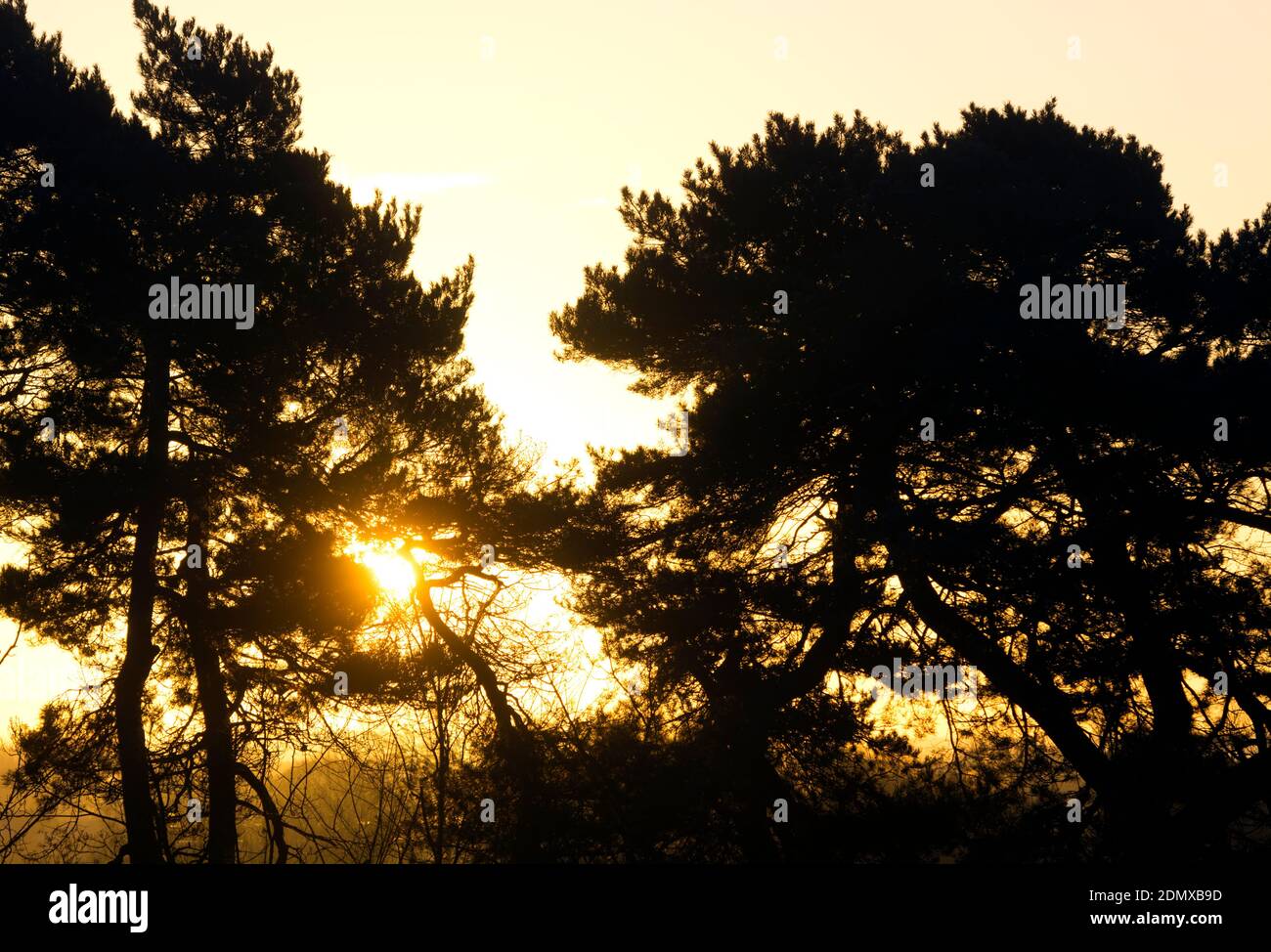 Coniferous trees silhouetted at sunrise in winter, Priory Park, Warwick, Warwickshire, England, UK Stock Photo