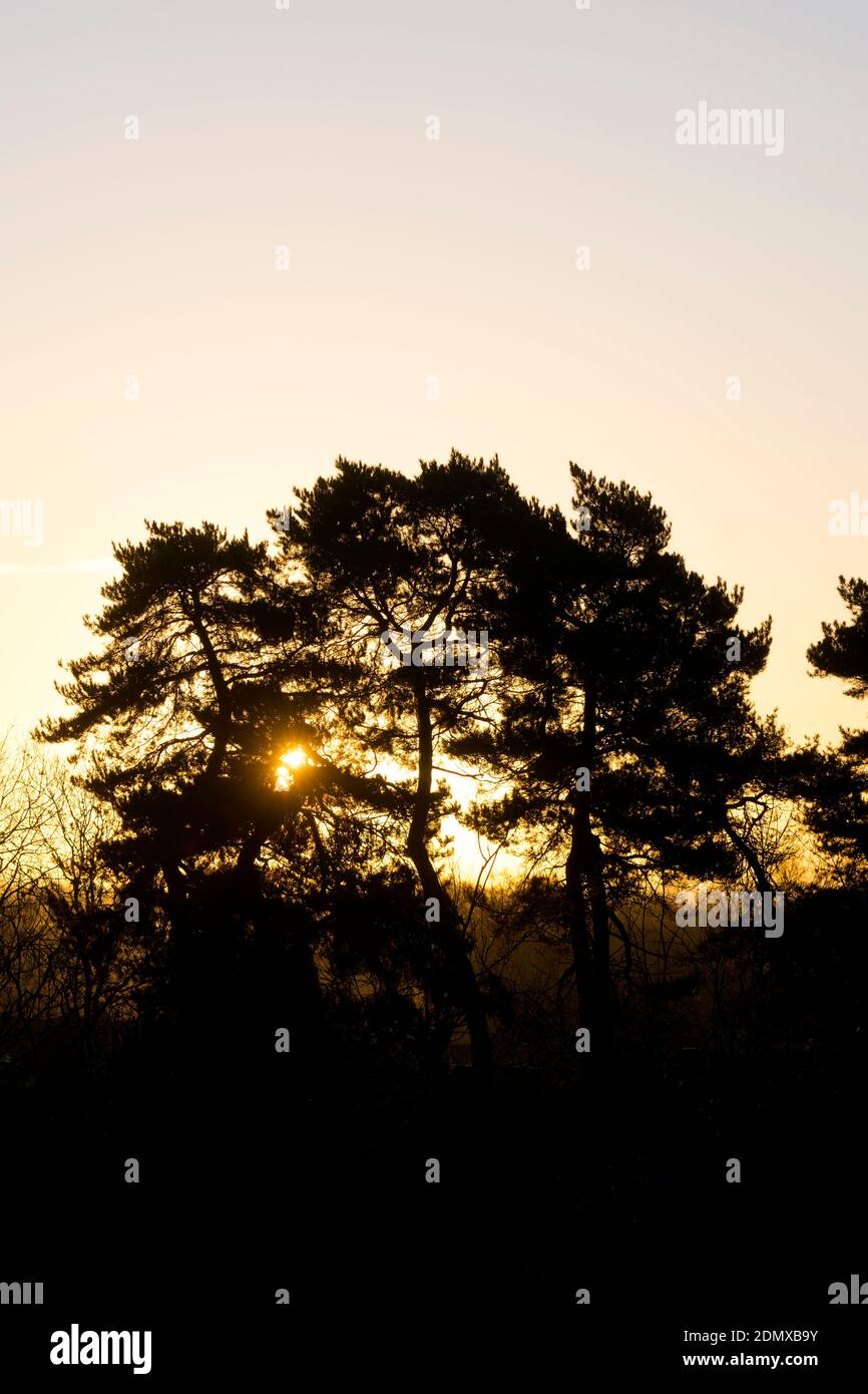 Coniferous trees silhouetted at sunrise in winter, Priory Park, Warwick, Warwickshire, England, UK Stock Photo