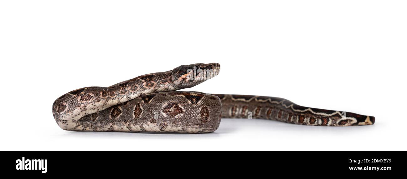 Baby Boa Constrictor Imperator snake. Isolated on white background