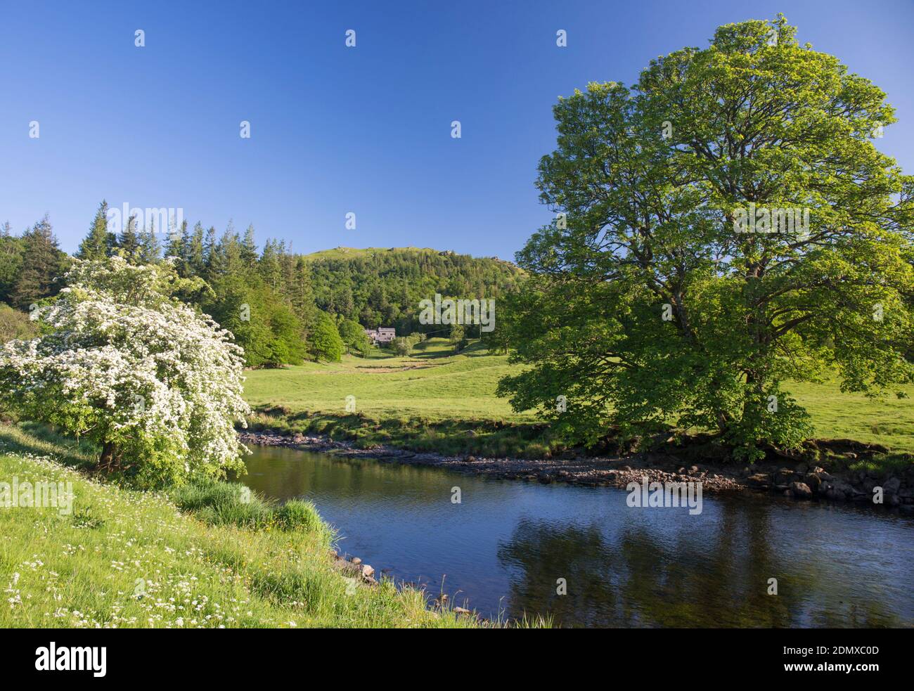 Elterwater, Cumbria, England. View across the tranquil River Brathay near Skelwith Bridge, spring. Stock Photo