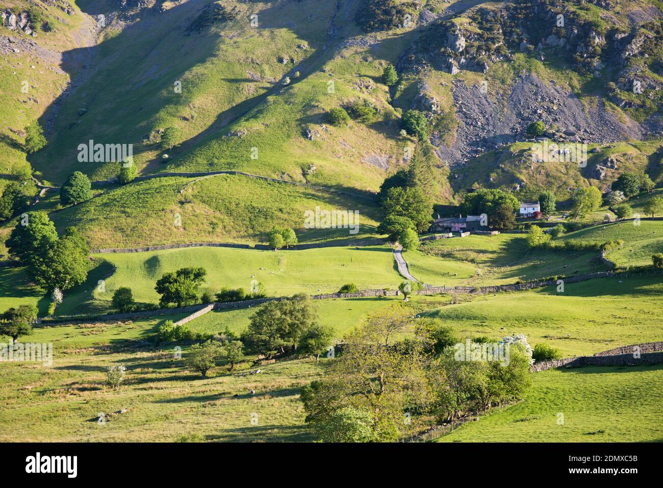 Little Langdale, Cumbria, England. View across green fields to the slopes of Lingmoor Fell, early morning. Stock Photo