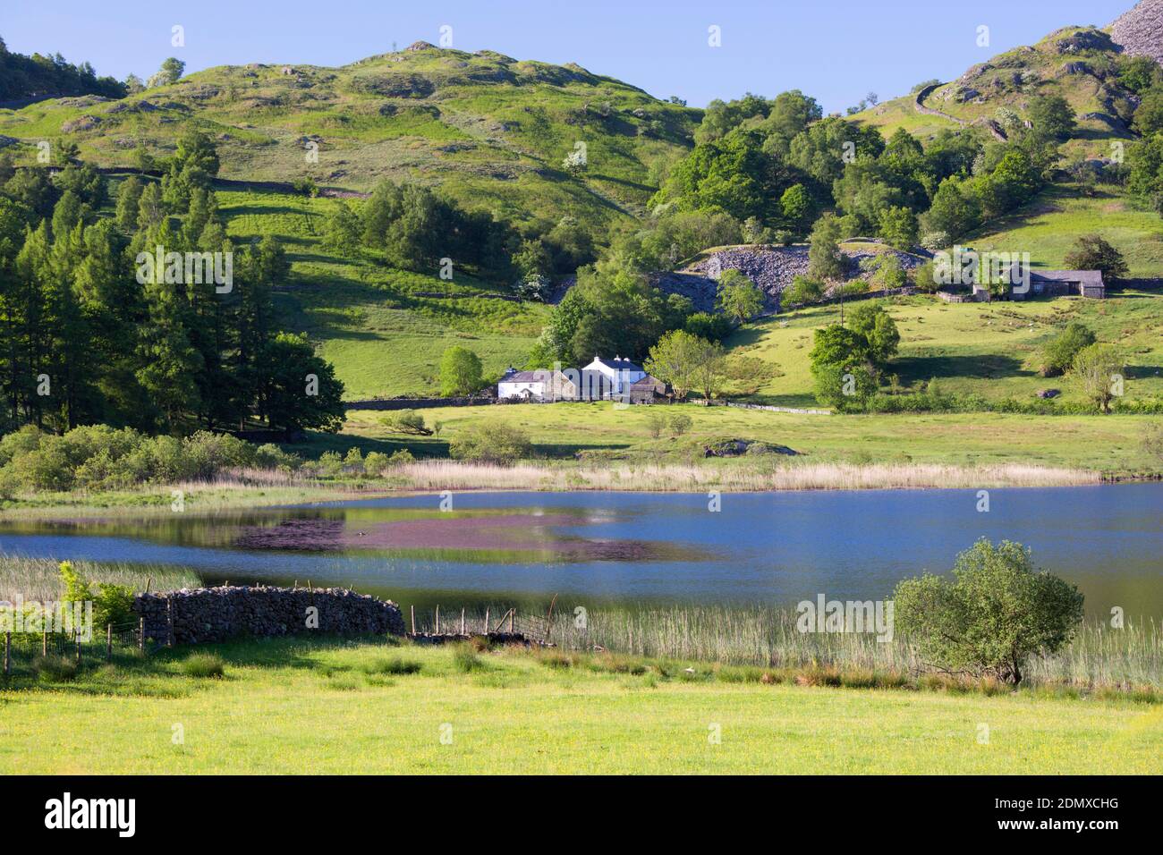 Little Langdale, Cumbria, England. View across Little Langdale Tarn towards Low Hallgarth, early morning. Stock Photo