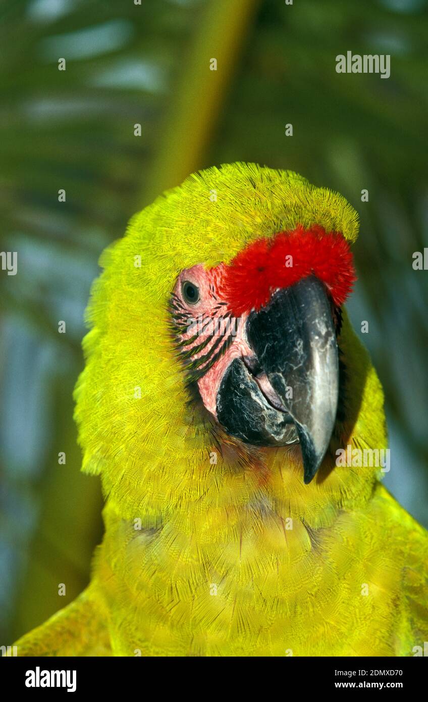 Great Green Macaw or Buffon's Macaw, ara ambigua, Portrait of Adult Stock Photo