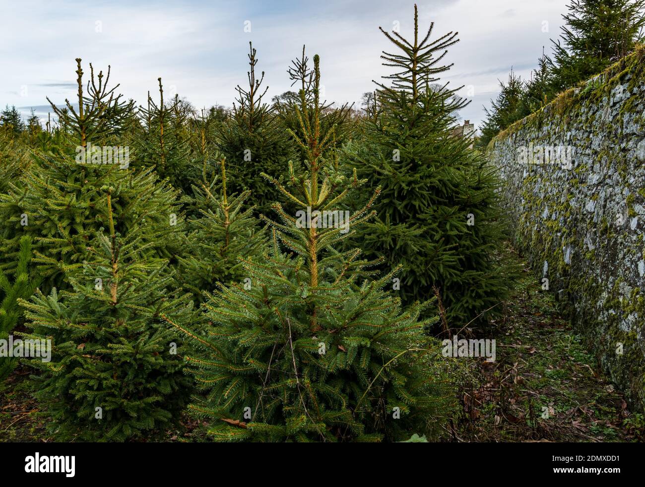 Christmas fir trees growing in a walled garden at Beanston Farm, East
