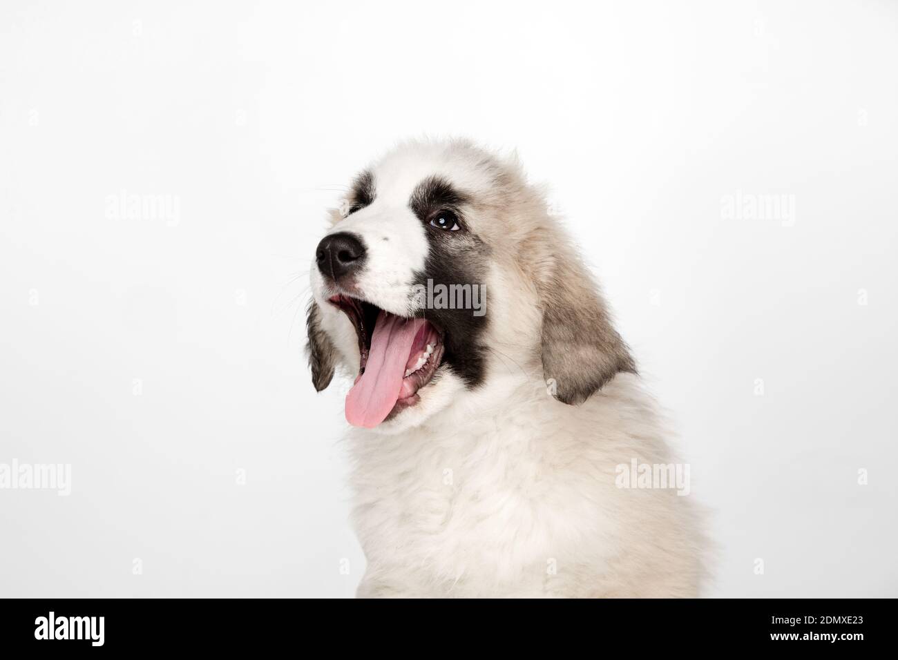 Closeup Middle Asian shepherd dog puppy isolated on white background