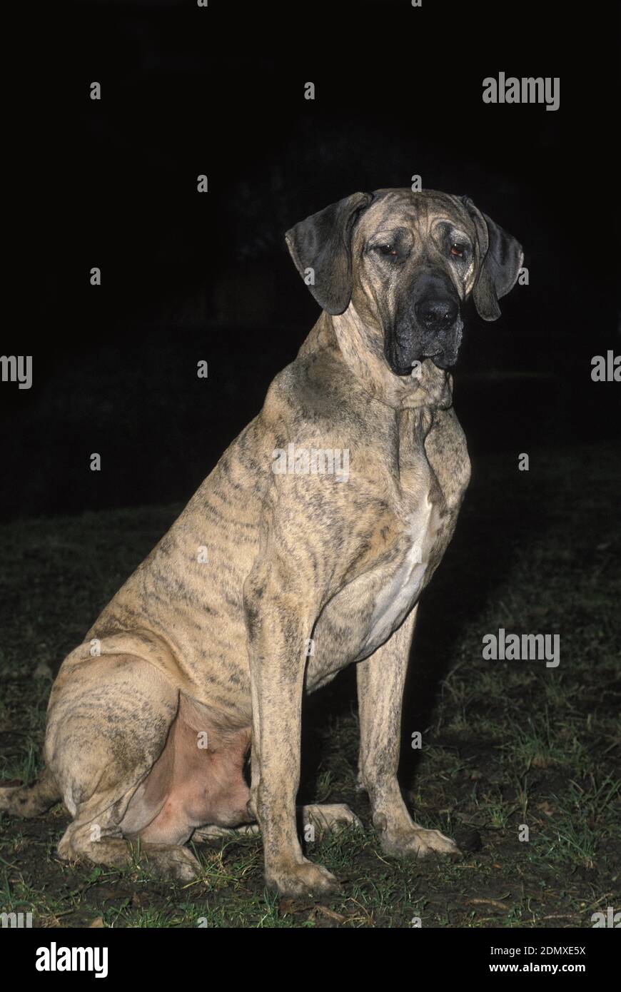 Fila Brasileiro, a Dog Breed from Brazil, Male sitting Stock Photo - Alamy