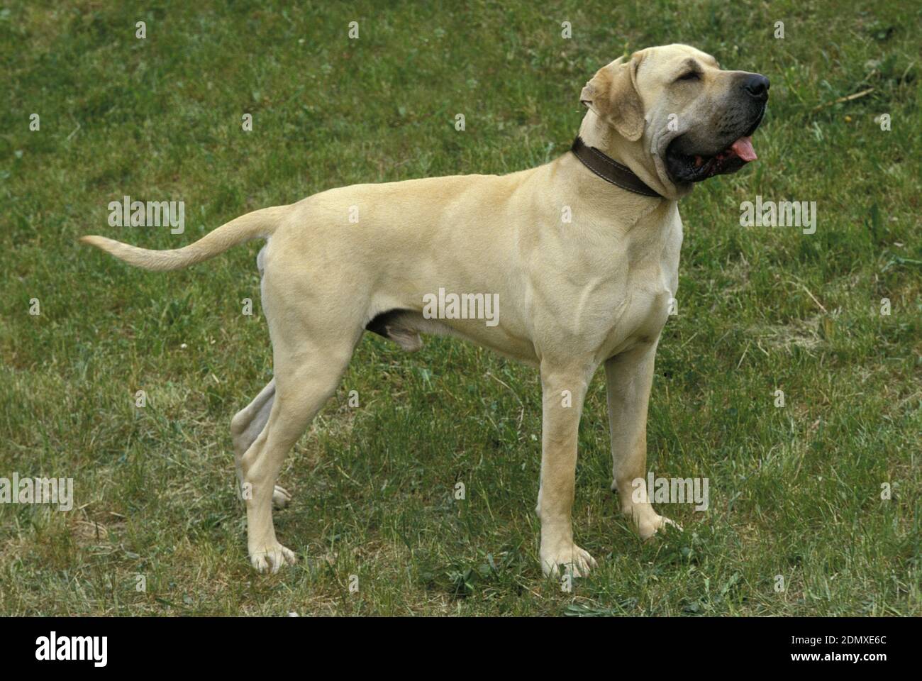 Fila Brasileiro, a Dog Breed from Brazil, Male Stock Photo