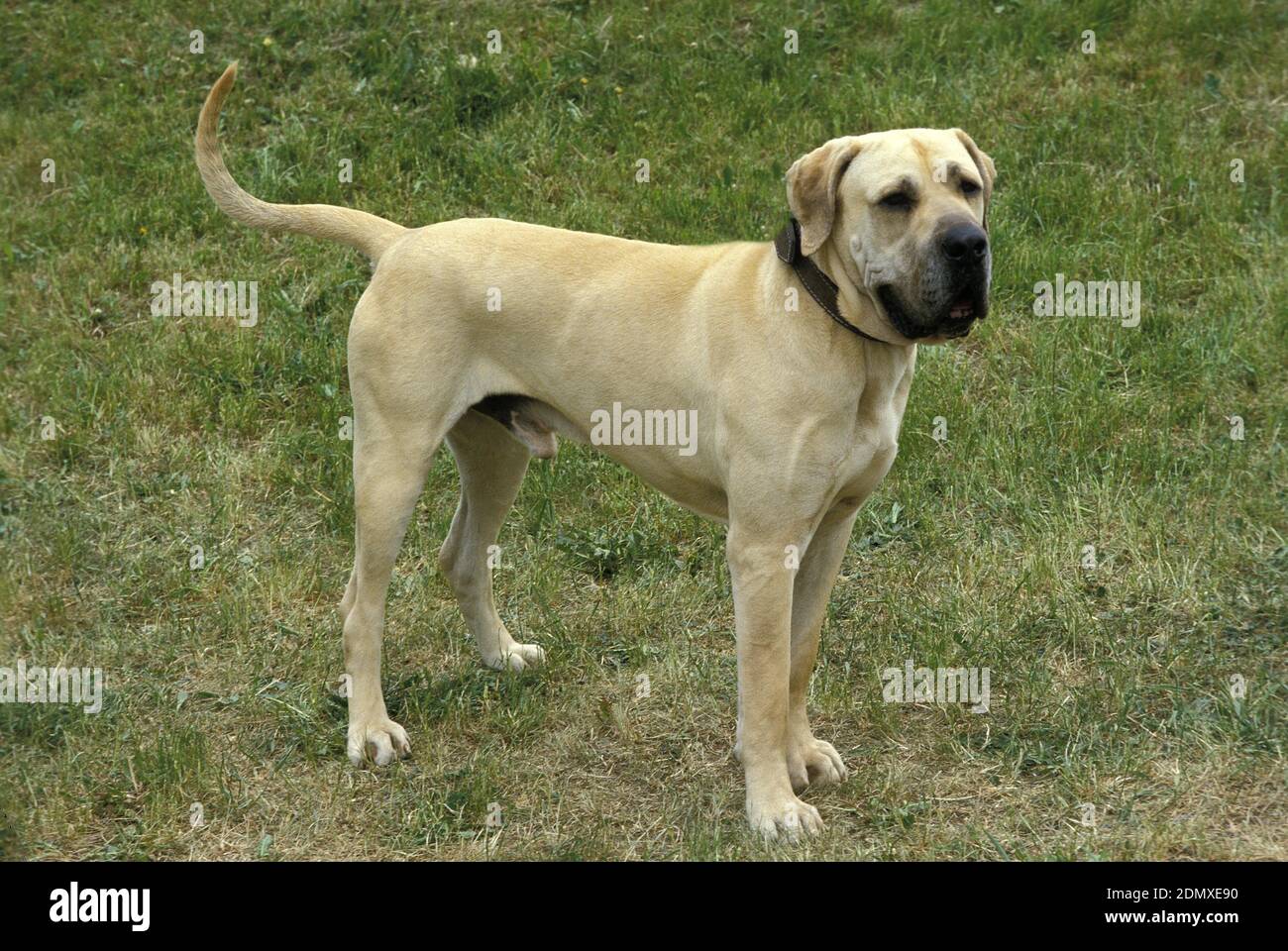 Dog breed fila brasileiro hi-res stock photography and images - Alamy