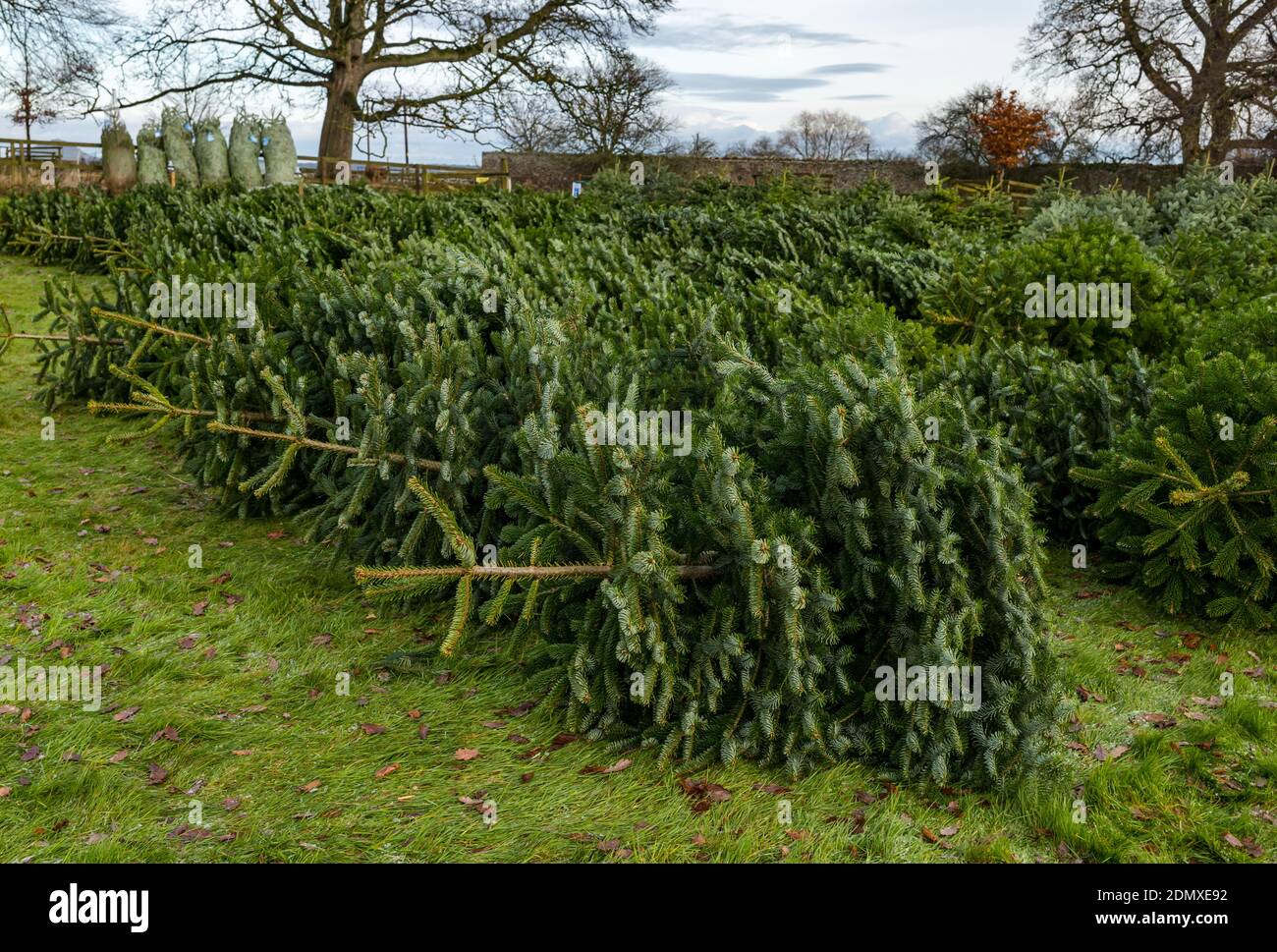 Christmas tree farm scotland hires stock photography and images Alamy