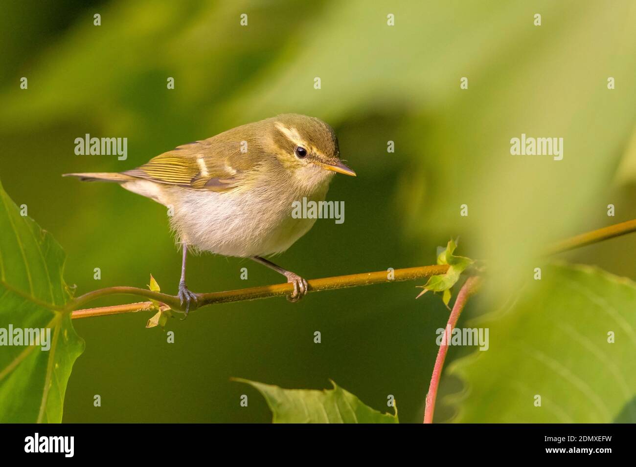 Two-barred Warbler during autumn migration on east coast of China. Stock Photo