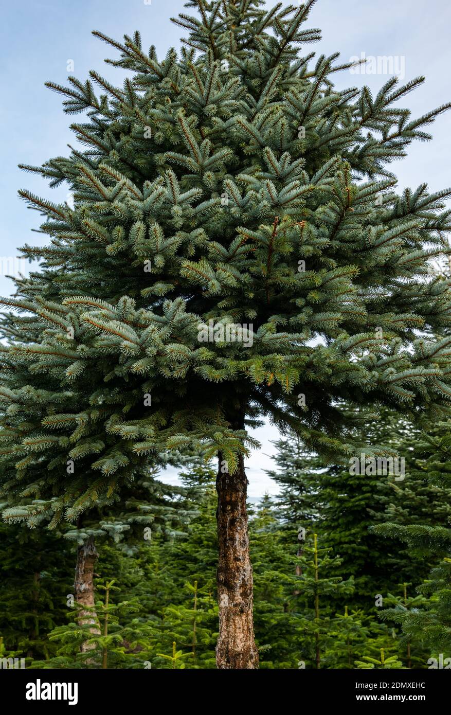 Christmas fir trees at Beanston Farm with a tall Canadian blue spruce tree, Picea glauca, East Lothian, Scotland, UK Stock Photo