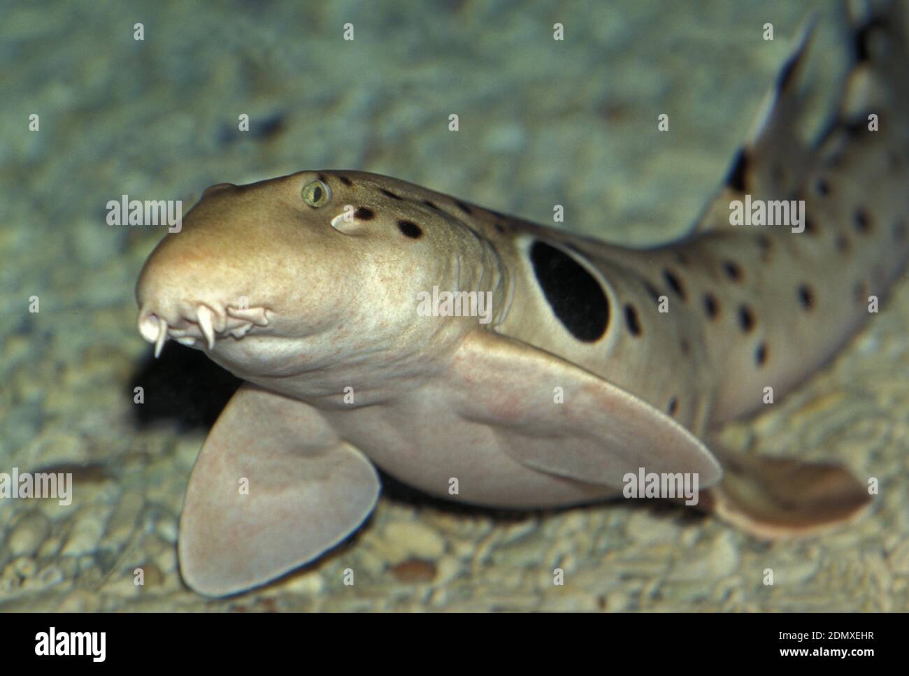 Epaulette Shark, hemiscyllium ocellatum Stock Photo