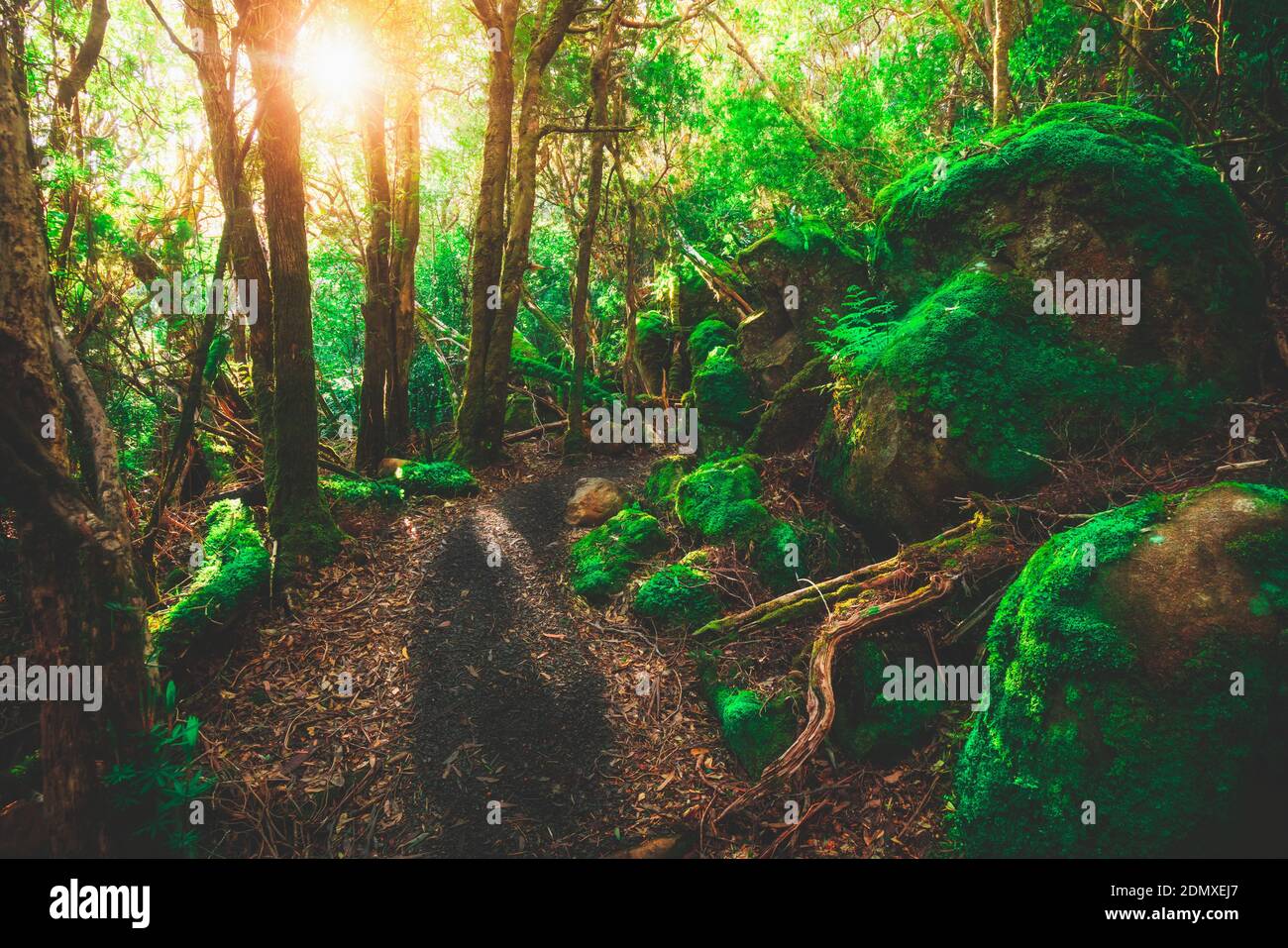 Beautiful path in lush tropical rainforest jungle in Tasman peninsula