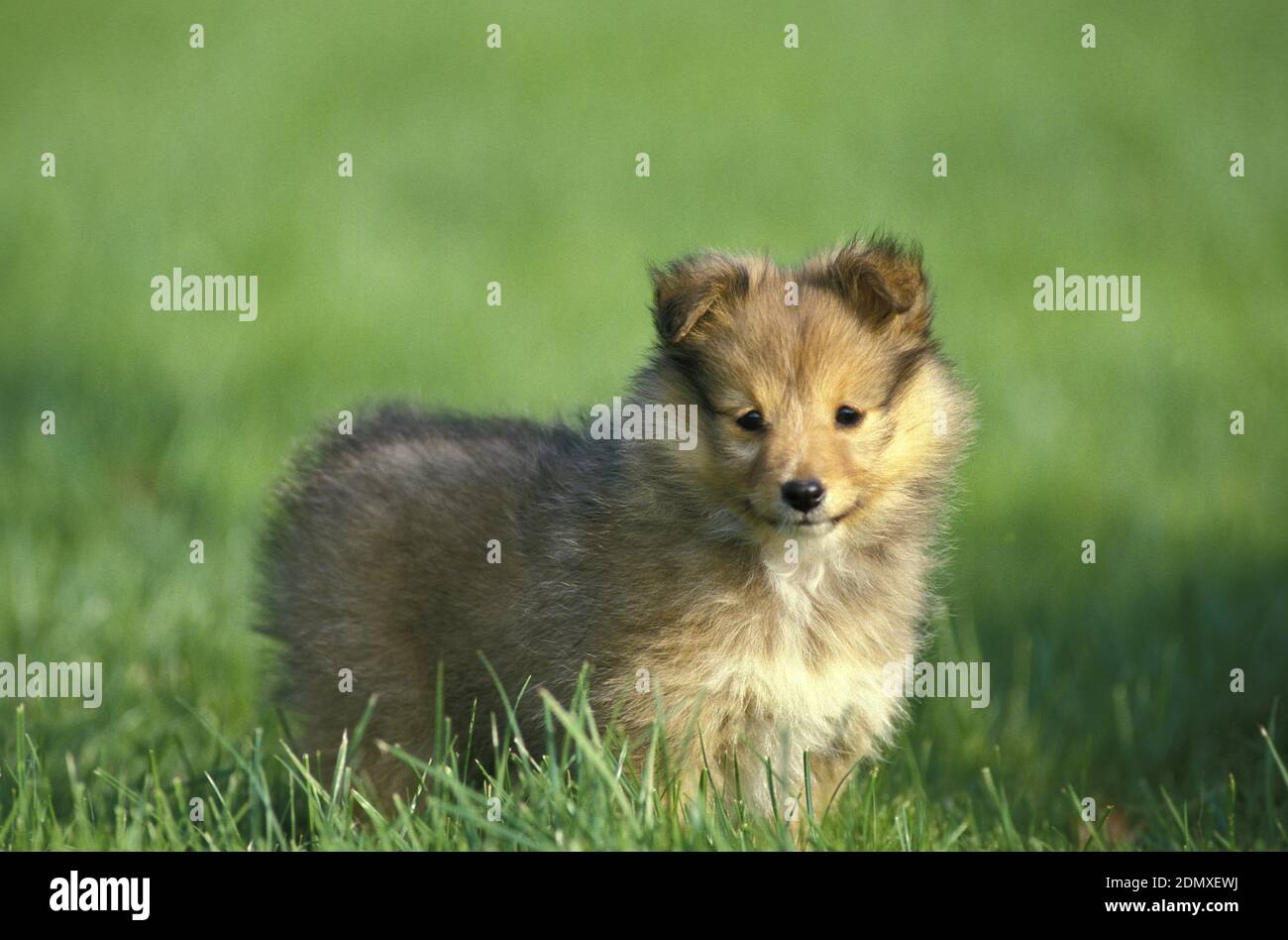 Shetland Sheepdog, Pup standing on Lawn Stock Photo - Alamy