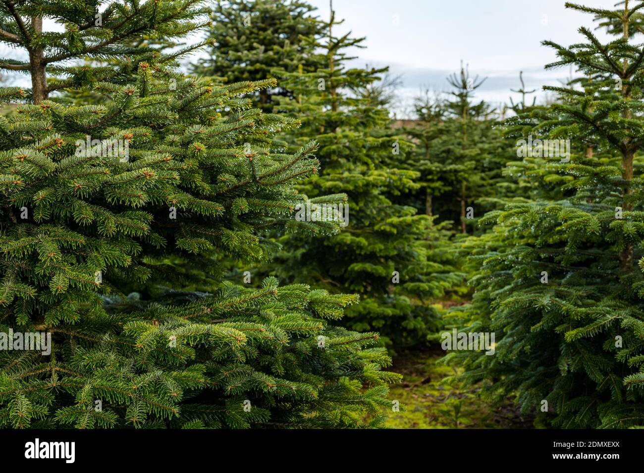 Christmas fir trees growing at Beanston Farm, East Lothian, Scotland