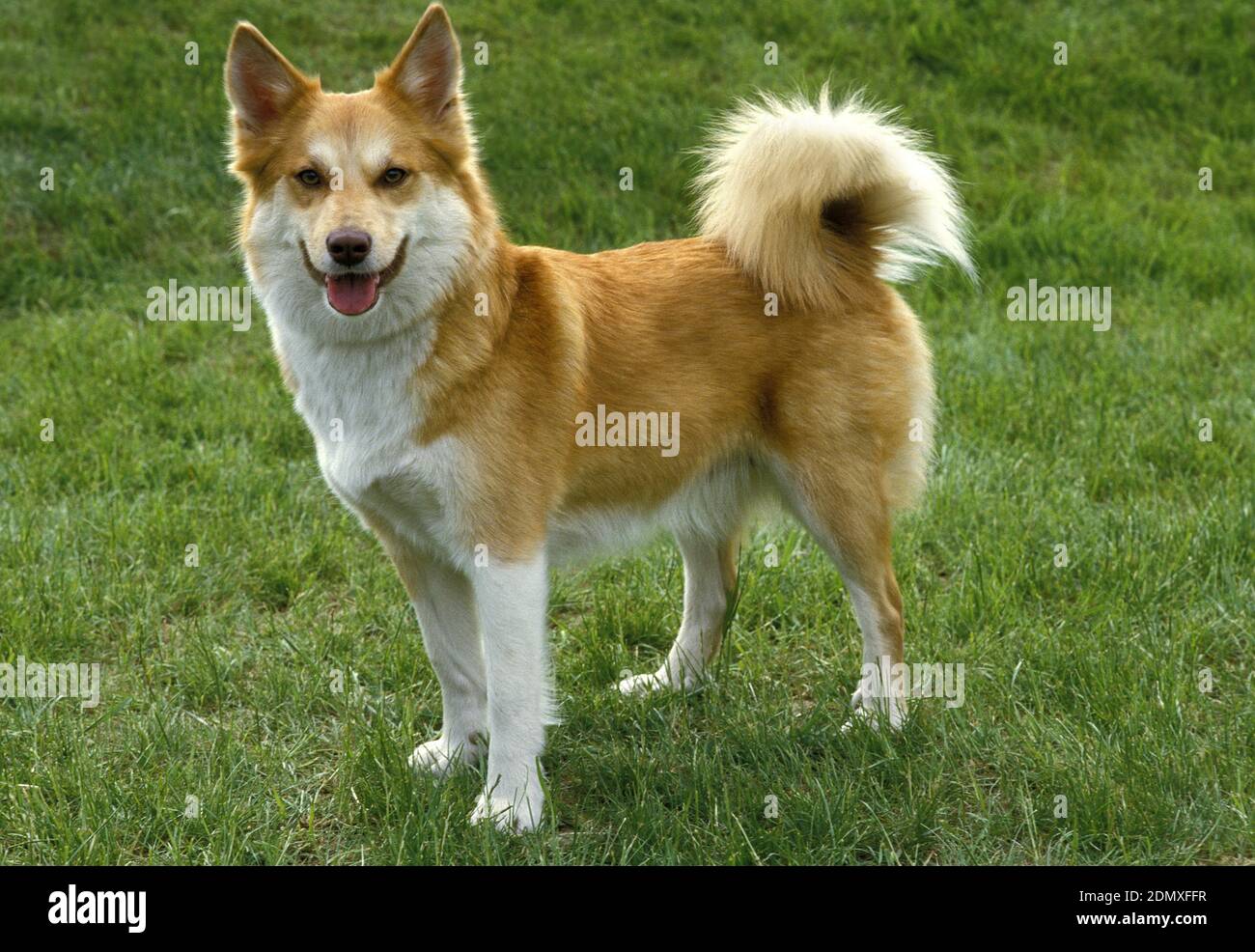 Siberian Laika Dog, a Breed from Russia Stock Photo Alamy