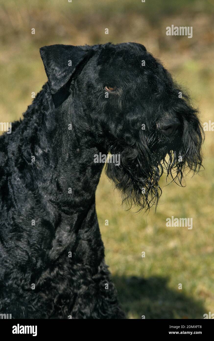 Kerry Blue Terrier Dog Stock Photo Alamy