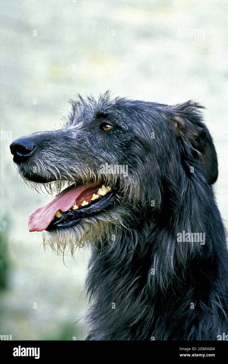 Irish Wolfhound, Portrait of Adult with Tongue out Stock Photo - Alamy