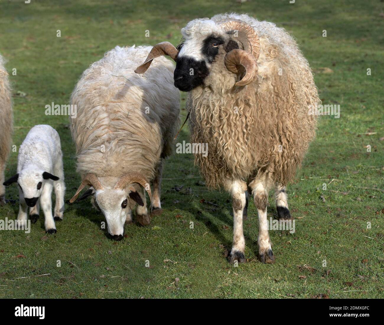 Thones and Marthod Domestic Sheep, Ram, Ewe and Lamb Stock Photo - Alamy