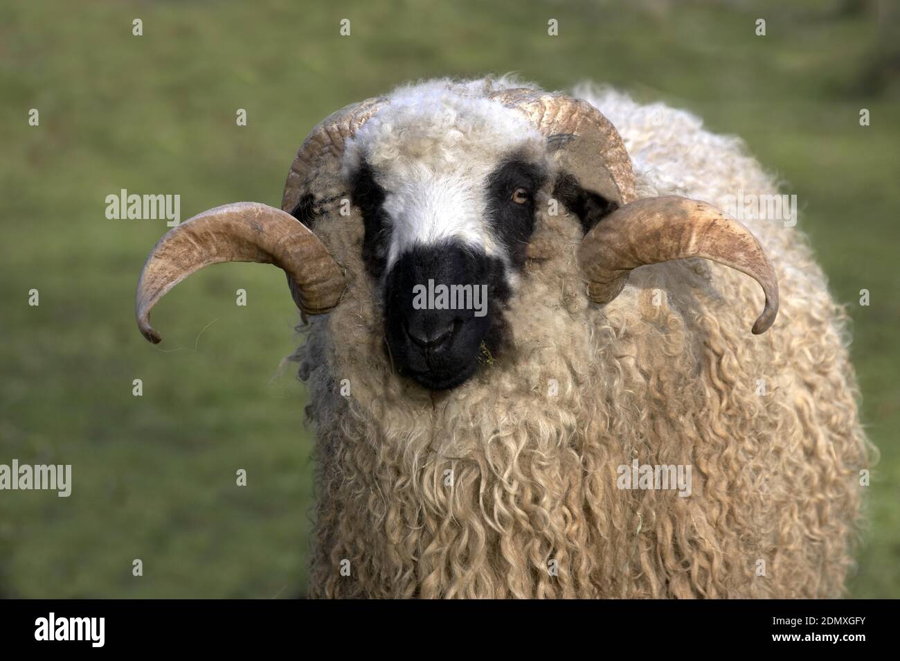 Thones and Marthod Domestic Sheep, Portrait of Ram Stock Photo - Alamy