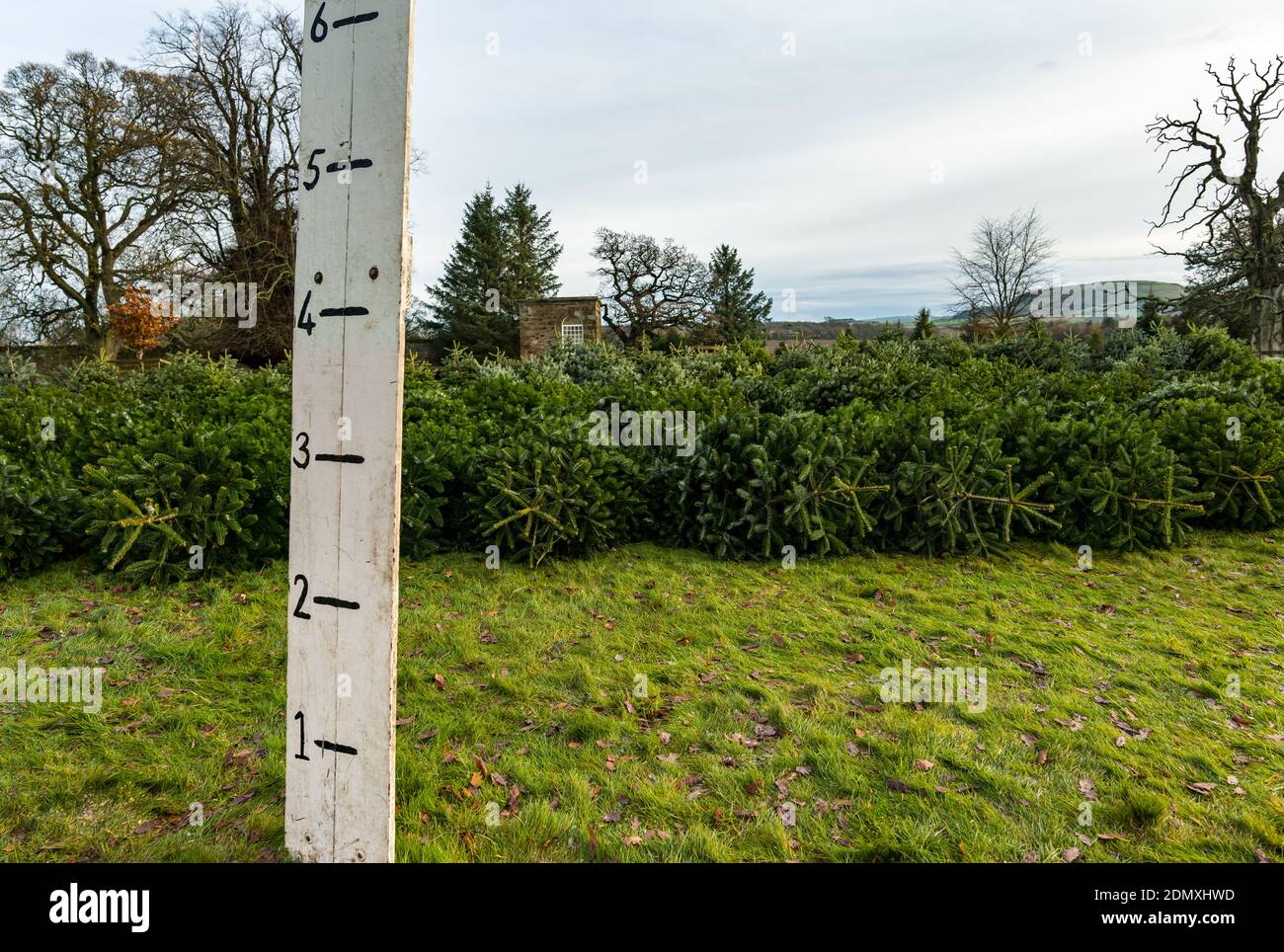 Christmas fir trees at Beanston Farm with a height measuring plank