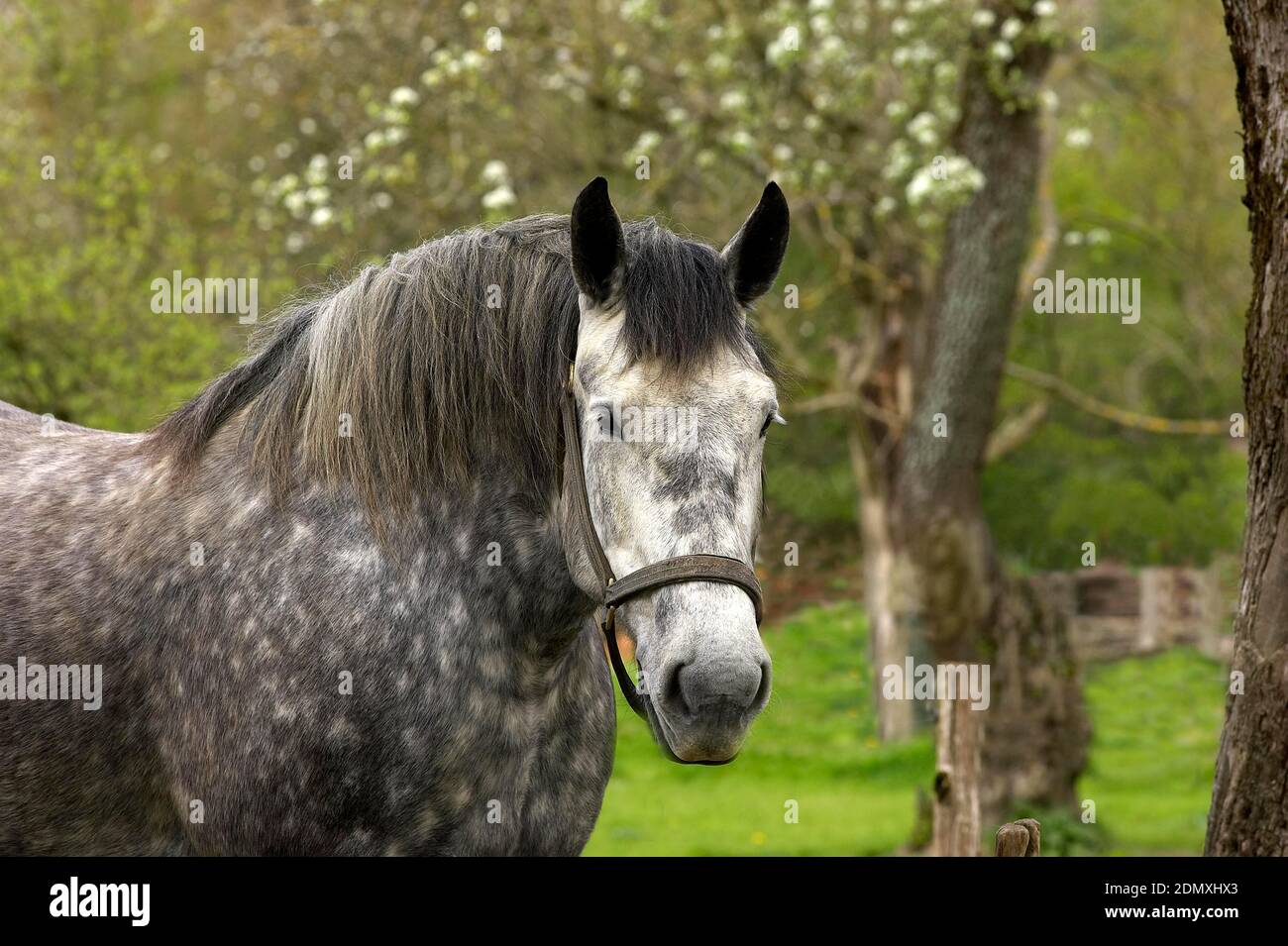 Percheron Draft Horses A French Breed Stock Photo Alamy percheron-draft-horses-a-french-breed-stock-photo-alamy