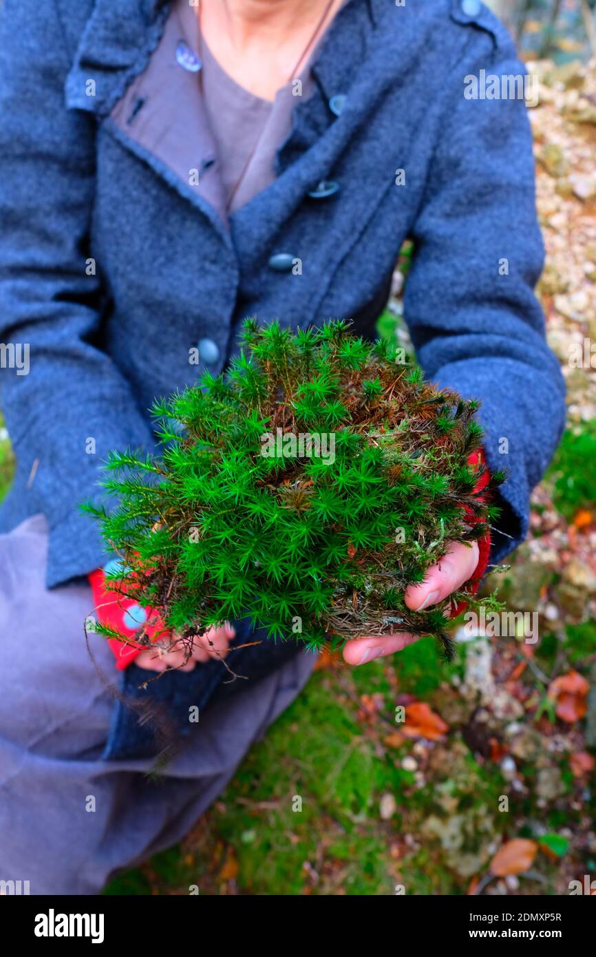 cropped view of woman, in a winter coat, offering a fun bouquet of moss freshly picked from forest floor in the Cevennes, France Stock Photo