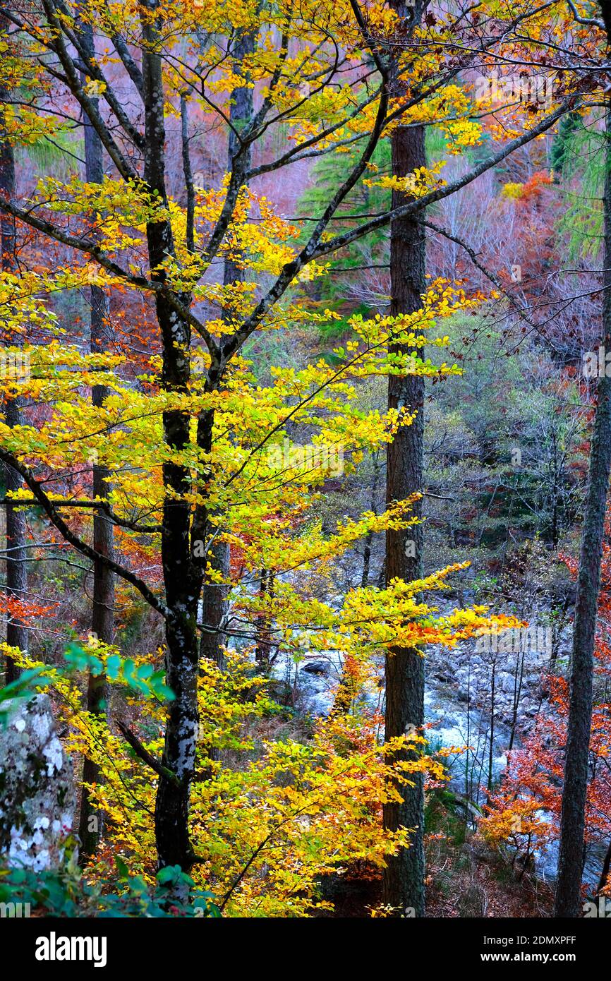 view looking through trees in a forest onto a mountain river during the onset of autumn in the Cevennes, France Stock Photo