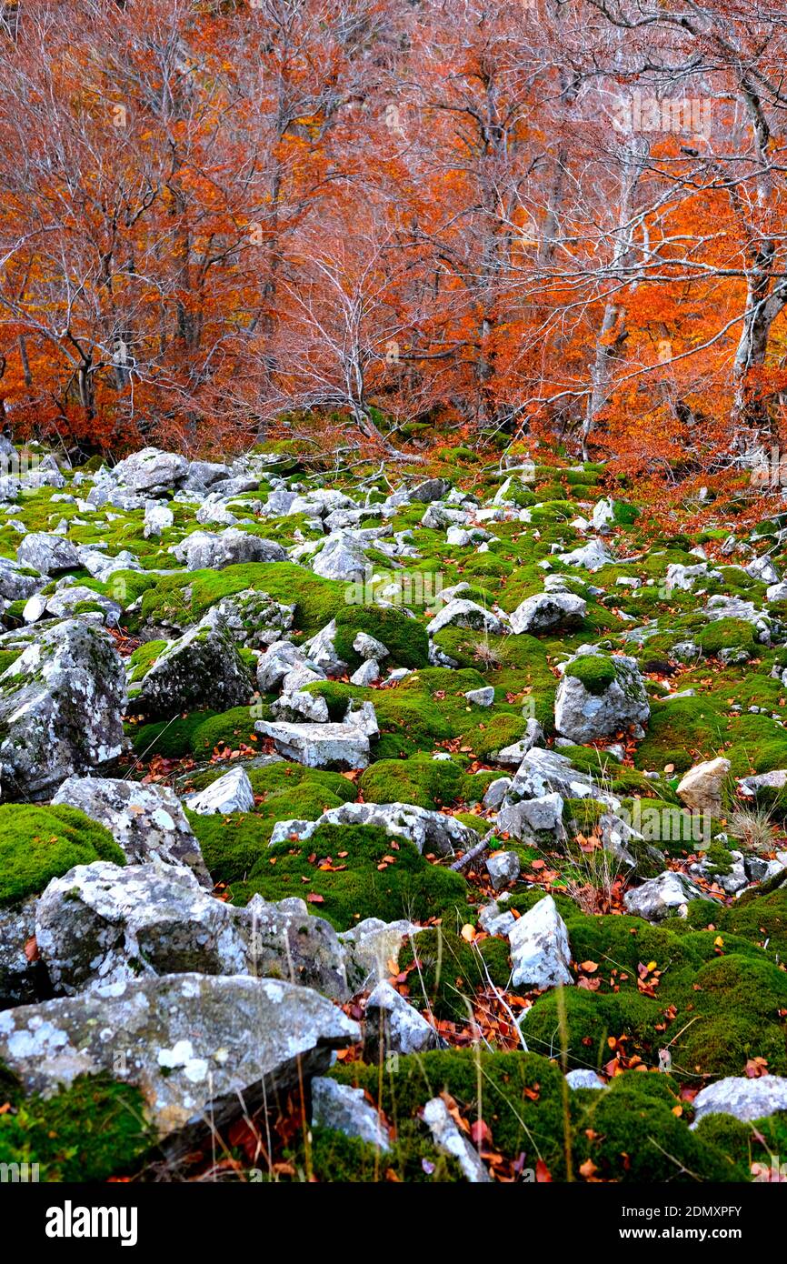 Beautiful autumn scene with moss covered rocks sloping down towards a tree filled valley in the background. Cevennes mountains in Southern France Stock Photo