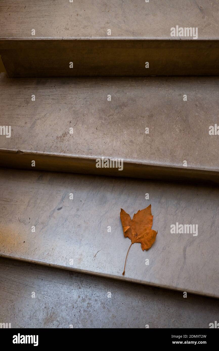 a single dried autumn sycamore or maple leaf lies on a step of an old staircase inside an appartment building in france Stock Photo