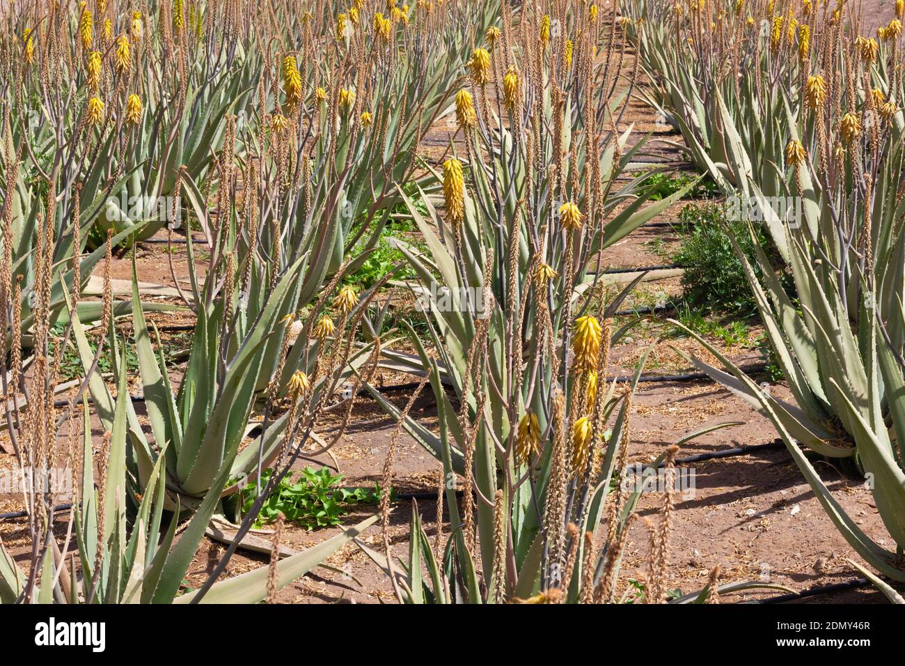 Lines of green aloe vera plantation with yellow flowers at eco farm on  sunny day. Natural medicine alternative, beauty, health care organic  product Stock Photo - Alamy