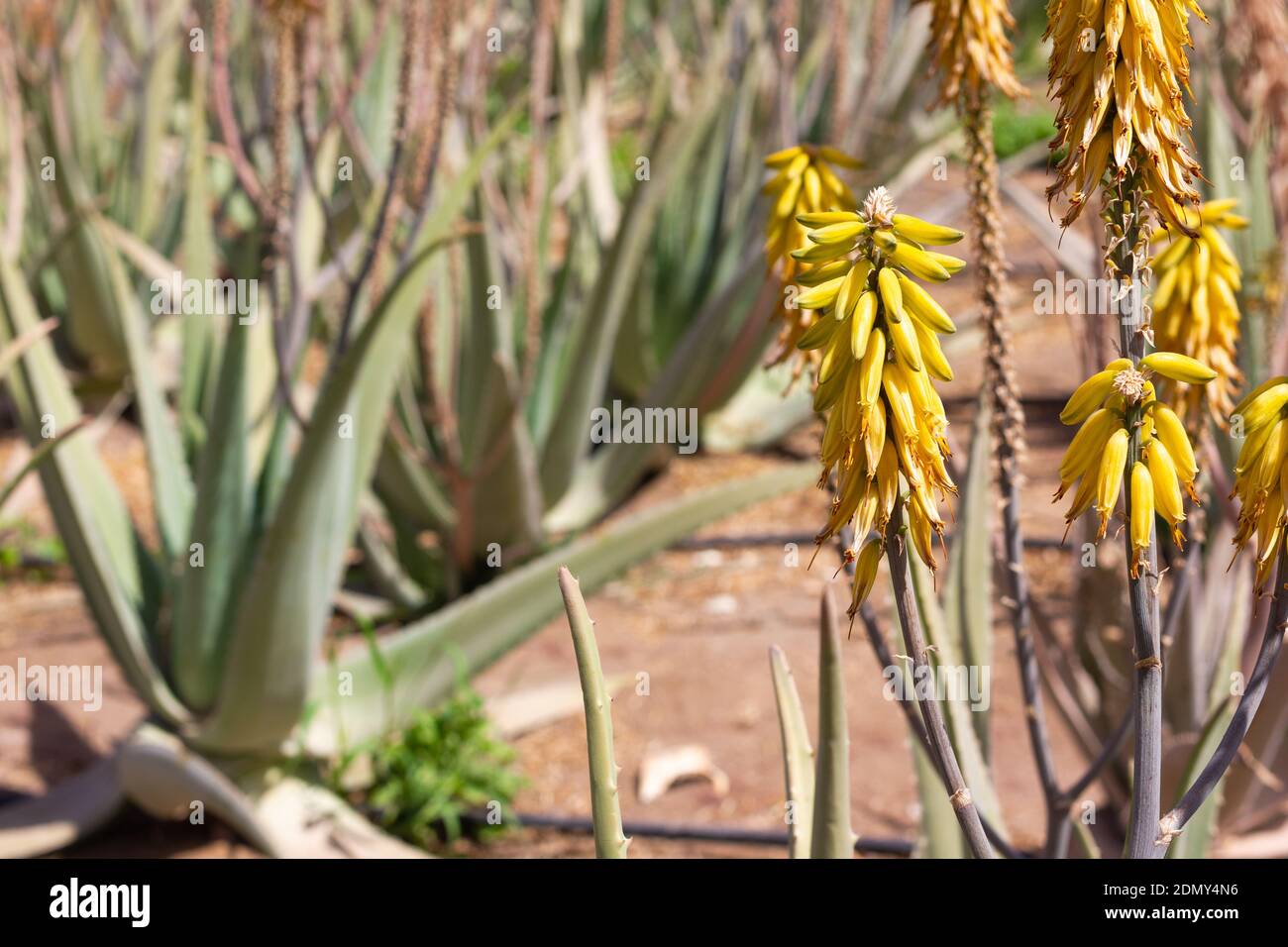 Yellow flowers in green aloe vera plantation eco farm on sunny day. Medicinal plant, beauty, health care natural product concepts Stock Photo