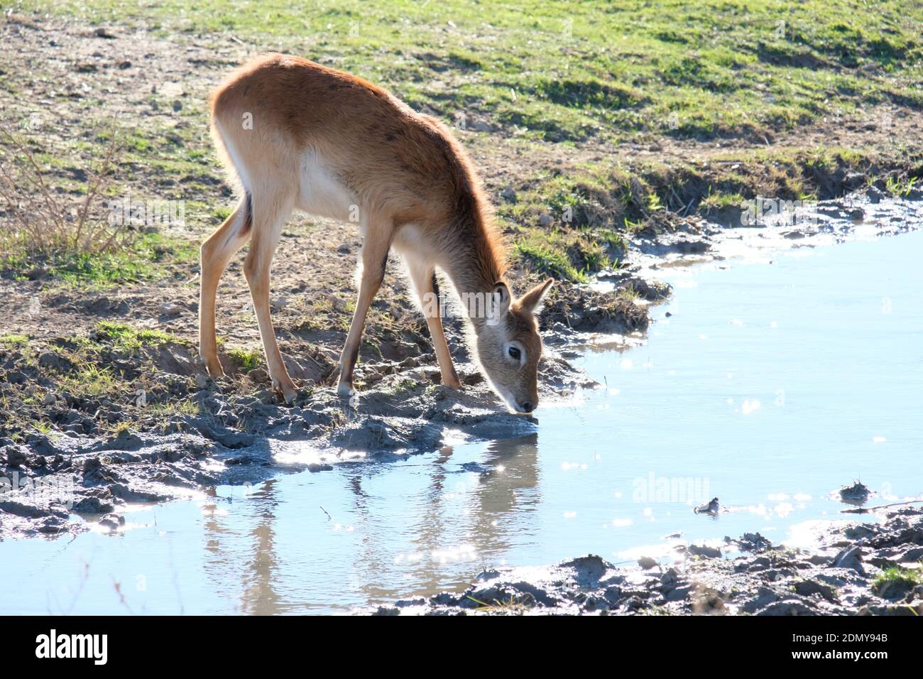 View Of Animal Drinking Water Stock Photo Alamy