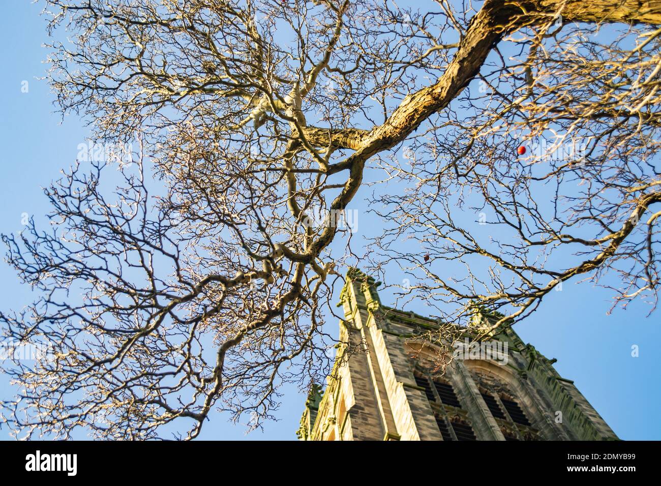 Winter tree branches over Leamington Parish Church, Warwickshire, UK Stock Photo