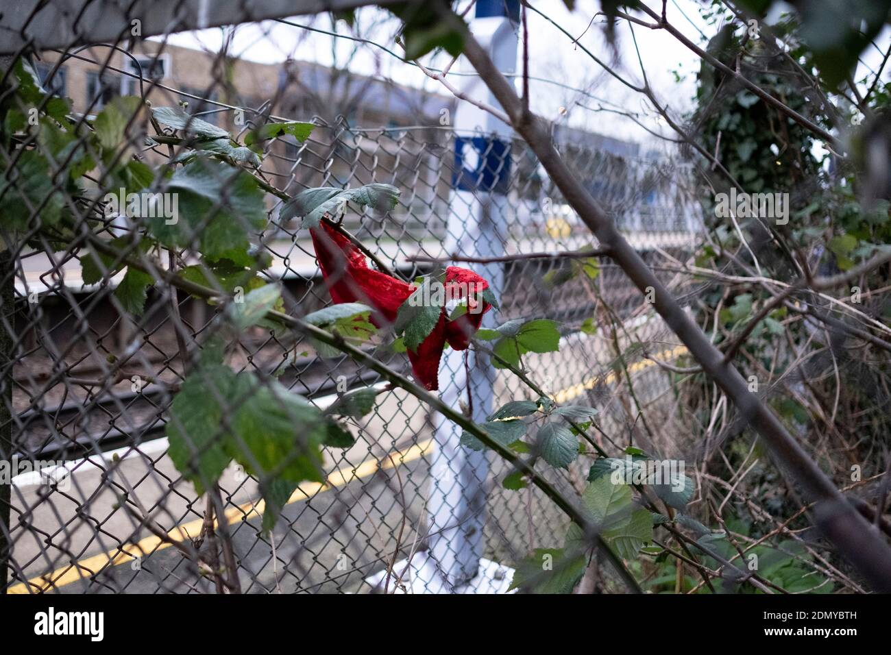 A pair of knickers caught on brambles at a station Stock Photo