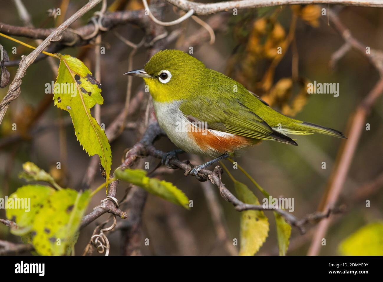 Chestnut flanked white eye hires stock photography and images Alamy